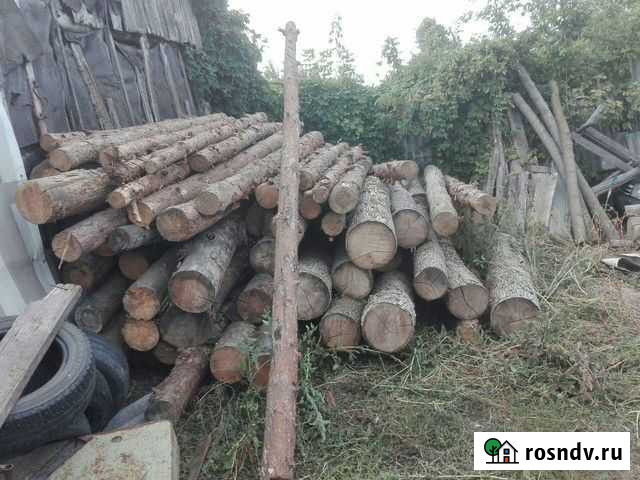 Лес сухой сосна Уварово - изображение 1