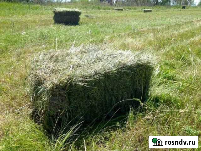 Сено в тюках разнотравье 2021 Осиново - изображение 1