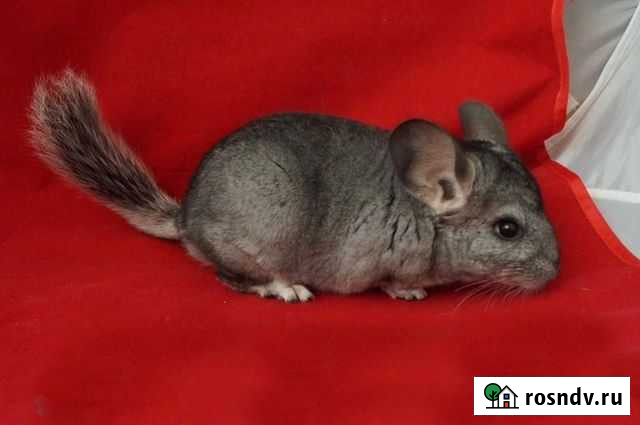 Шиншилла Москва - изображение 1