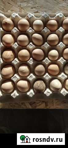 Яйцо цесарки пищевое Павловский Посад - изображение 1