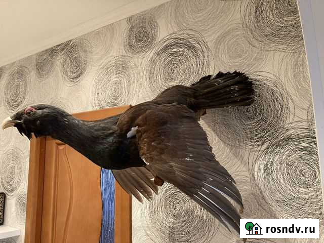 Чучело Глухаря Пушкино - изображение 1