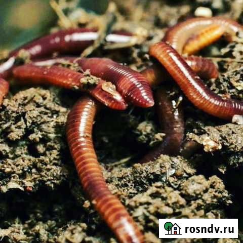 Черви для разведения на рыбалку и для биогумуса с Матвеев-Курган - изображение 1