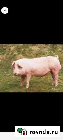 Хряк Нижневартовск - изображение 1