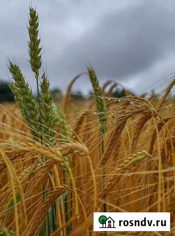 Продаётся ячмень Орловка - изображение 1