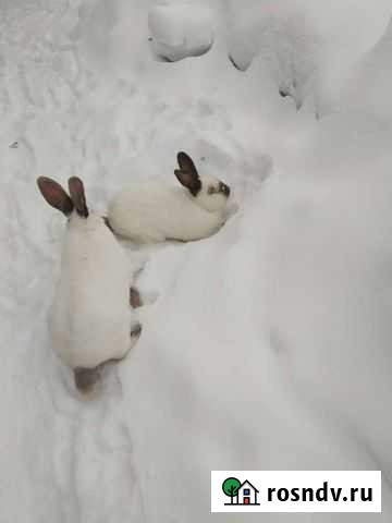 Кролики Калифорния(возраст 5 мес.) Тверь - изображение 1