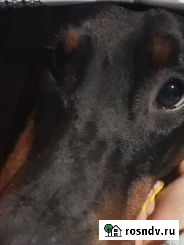 Выгул собак Москва - изображение 1