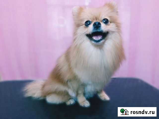 Стрижка собак и котов Саки - изображение 1