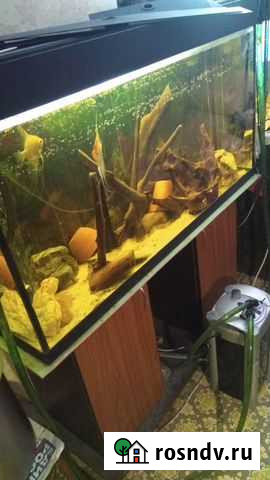 Аквариум с тумбой 270 литров Химки - изображение 1