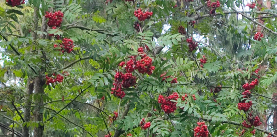 Участок ИЖС 24 сот. на продажу в Острогожске Острогожск