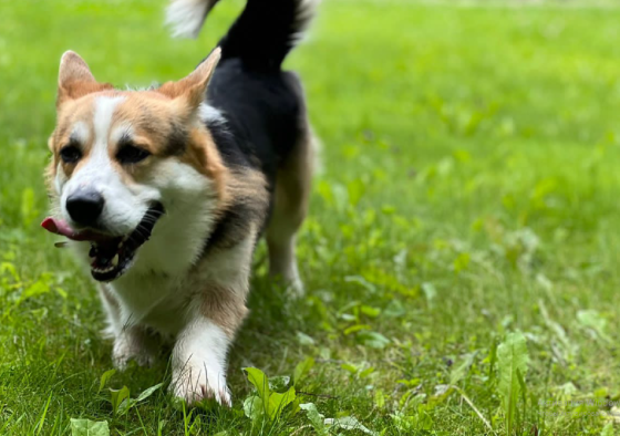 Участок ИЖС 24 сот. на продажу в Острогожске Острогожск