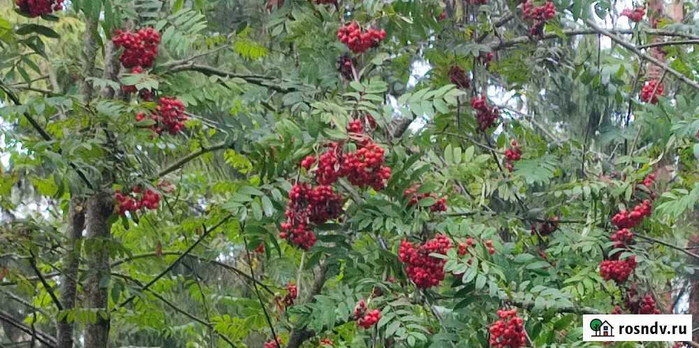 Участок ИЖС 24 сот. на продажу в Острогожске Острогожск - изображение 3