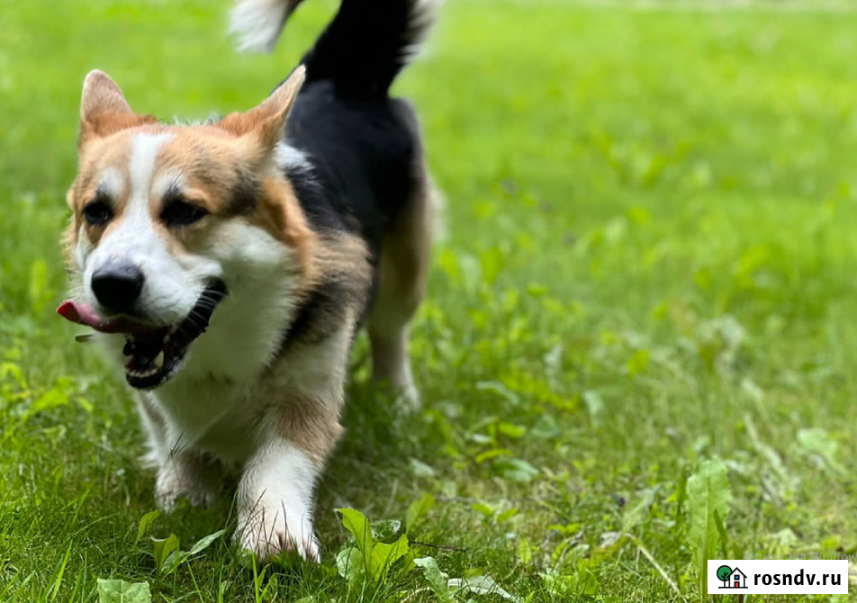 Участок ИЖС 24 сот. на продажу в Острогожске Острогожск - изображение 2