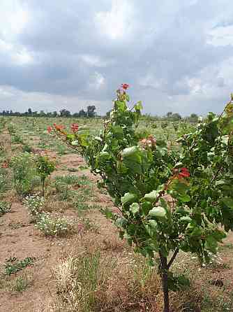 Сдается поливная земля Майкоп