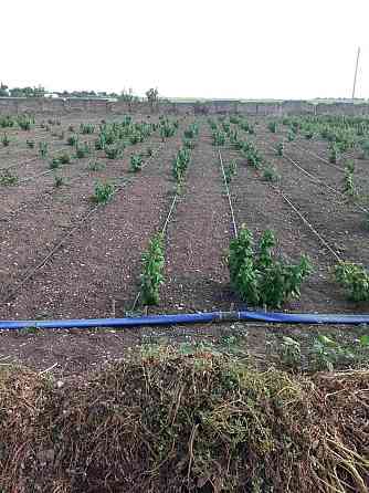 Сдается поливная земля Майкоп