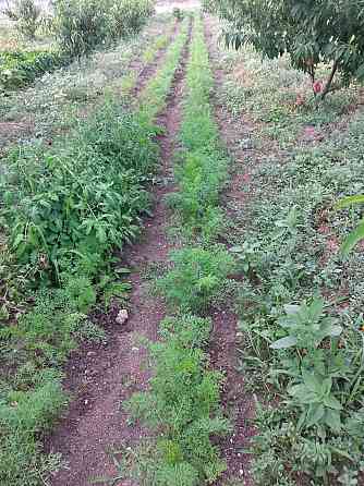 Сдается поливная земля Майкоп