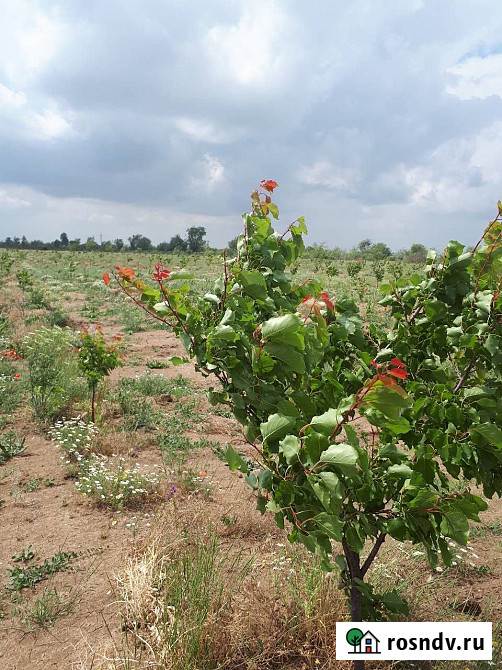 Сдается поливная земля Майкоп - изображение 2