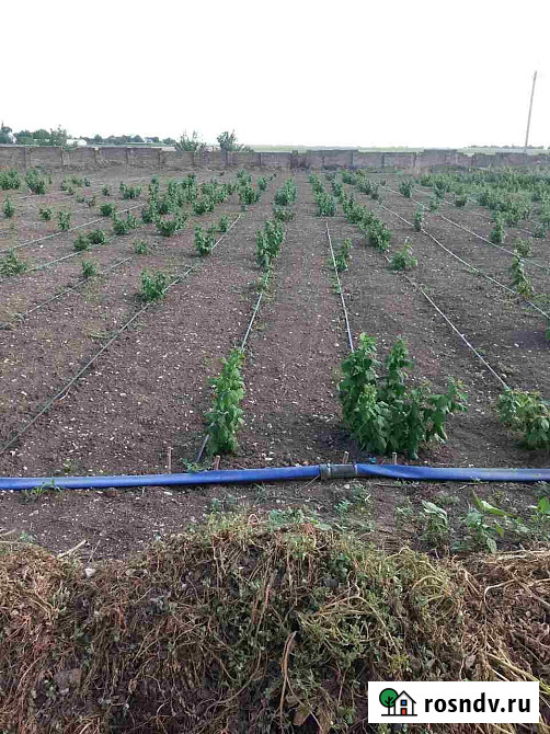 Сдается поливная земля Майкоп - изображение 3