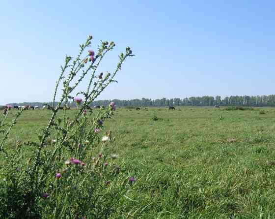 Участок СНТ, ДНП 250 сот. на продажу в Боброве Бобров