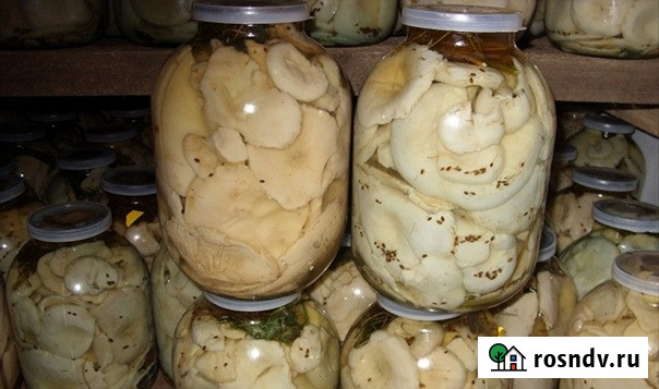 Грибы. Грузди. Белянки Соленые и Маринованные Ульяновск - изображение 1