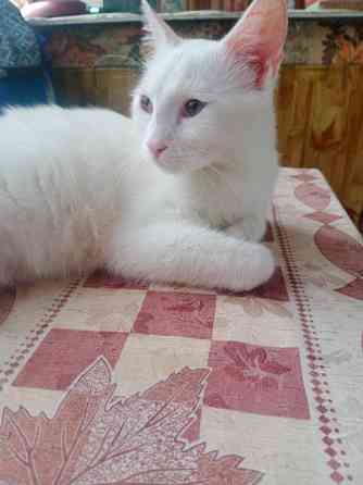 Отдам кошечку и котика в добрые руки Ростов-на-Дону