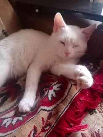 Отдам кошечку и котика в добрые руки Ростов-на-Дону
