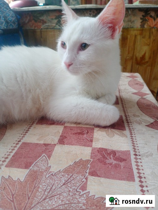 Отдам кошечку и котика в добрые руки Ростов-на-Дону - изображение 1