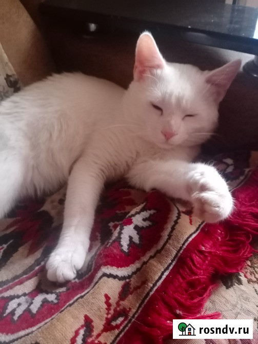Отдам кошечку и котика в добрые руки Ростов-на-Дону - изображение 2