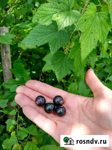 Дача 30 м² на участке 4 сот. на продажу в Чебаркуле Чебаркуль - изображение 1