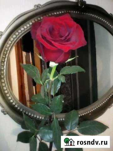 Дом 42 м² на участке 30 сот. в аренду на длительный срок в Долгоруково Долгоруково - изображение 1