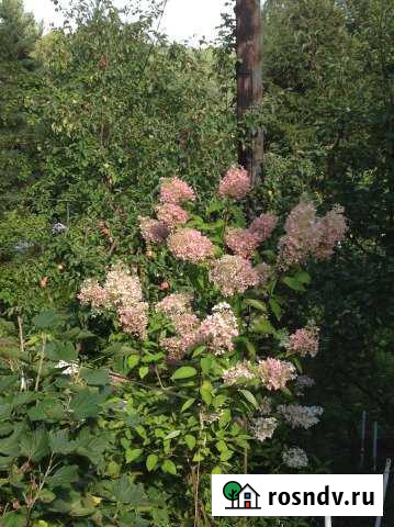 Участок ИЖС 10 сот. на продажу в Сертолово Сертолово - изображение 1