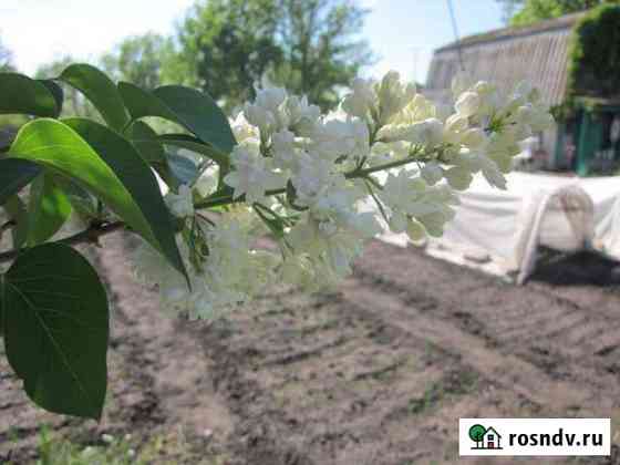 Дача 30 м² на участке 6 сот. на продажу в Новом Буяне Новый Буян
