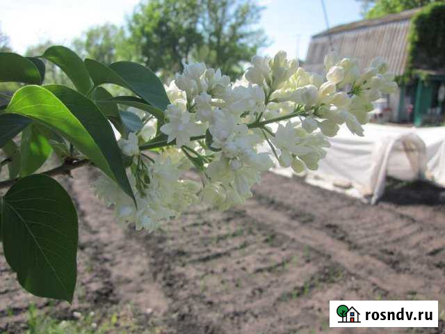 Дача 30 м² на участке 6 сот. на продажу в Новом Буяне Новый Буян - изображение 1