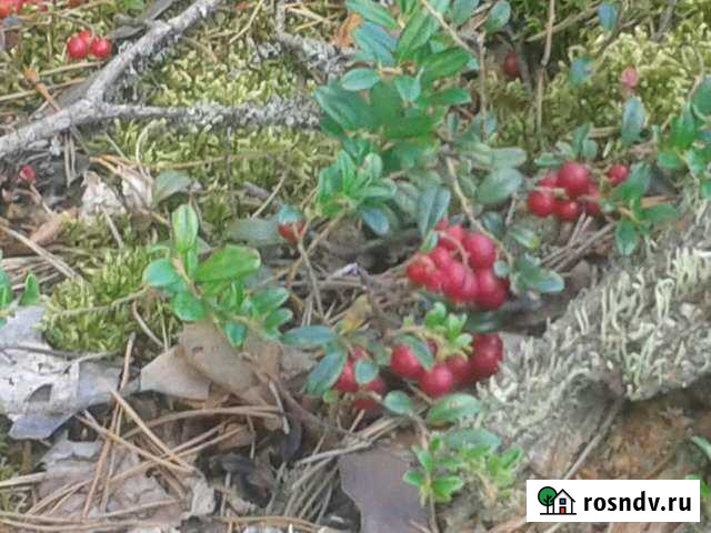 Участок ИЖС 12 сот. на продажу в Кашине Кашин - изображение 1