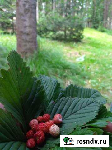 Дача 30 м² на участке 4.3 сот. на продажу в Киселевске Киселевск - изображение 1