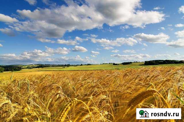 Участок СНТ, ДНП 2800 сот. на продажу в Строителе Белгородской области Строитель - изображение 1