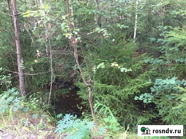 Участок СНТ, ДНП 224 сот. на продажу в Сосновом Бору Сосновый Бор - изображение 1