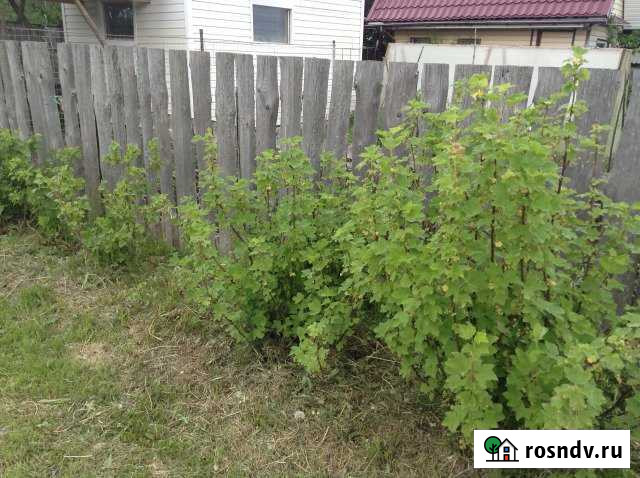 Участок СНТ, ДНП 6 сот. на продажу в Панковке Панковка - изображение 1