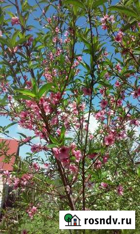 Дача 45 м² на участке 4 сот. на продажу в Приволжском Саратовской области Приволжский - изображение 1