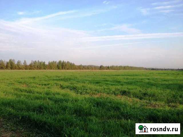 Участок СНТ, ДНП 245 сот. на продажу во Всеволожске Всеволожск - изображение 1