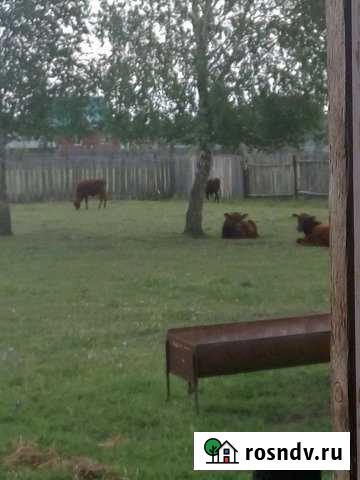 Участок СНТ, ДНП 24 сот. на продажу в Куяново Куяново - изображение 1