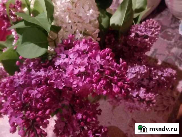 1-комнатная квартира, 44 м², 13/16 эт. в аренду на длительный срок в Курчатове Курчатов - изображение 1