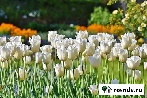 Участок ИЖС 9 сот. на продажу в Балашове Балашов - изображение 1