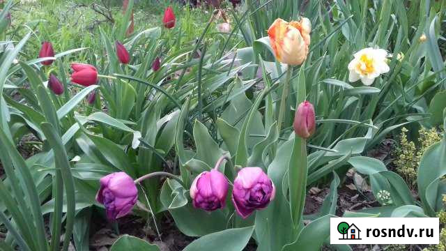 Участок ИЖС 5 сот. на продажу в Азове Азов - изображение 1