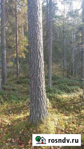 Участок СНТ, ДНП 10 сот. на продажу в Сыктывкаре Сыктывкар - изображение 1