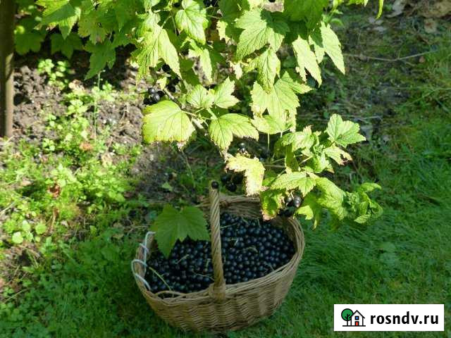 Участок СНТ, ДНП 7 сот. на продажу в Чебаркуле Чебаркуль - изображение 1