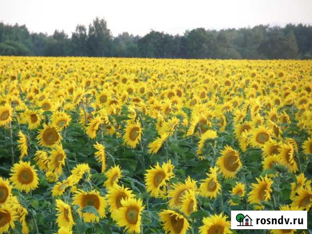 Участок ИЖС 20 сот. на продажу в Козельске Козельск - изображение 1