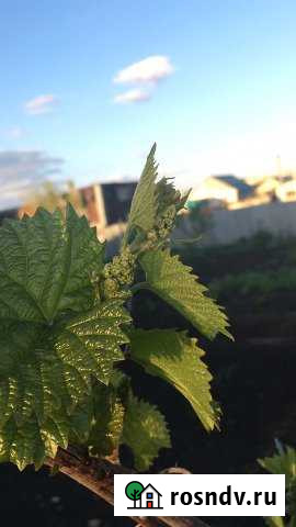 3-комнатная квартира, 64 м², 3/5 эт. на продажу в Ясном Ясный - изображение 1