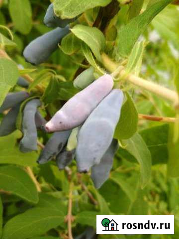 Дача 30 м² на участке 3 сот. на продажу в Верхней Пышме Верхняя Пышма - изображение 1