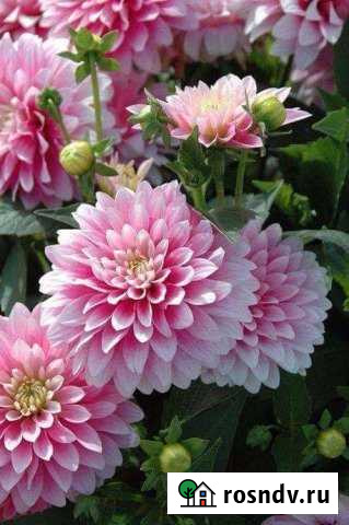 Дача 46 м² на участке 8 сот. на продажу в Дубне Московской области Дубна - изображение 1