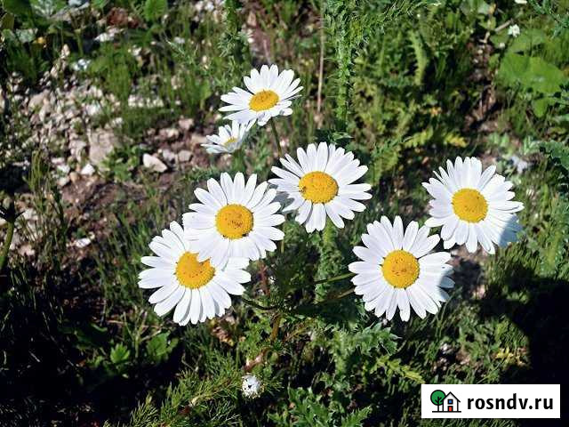 Участок ИЖС 14 сот. на продажу в Бавлах Бавлы - изображение 1